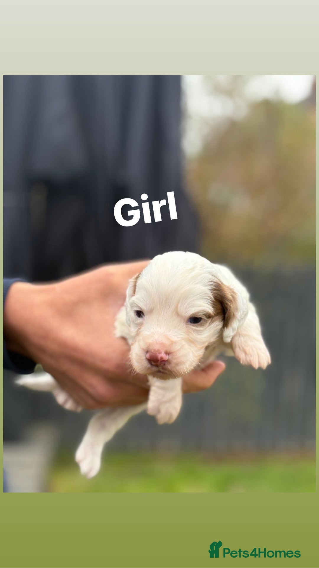 Cocker Spaniel dogs for sale: Cocker spaniel pups - Image 3