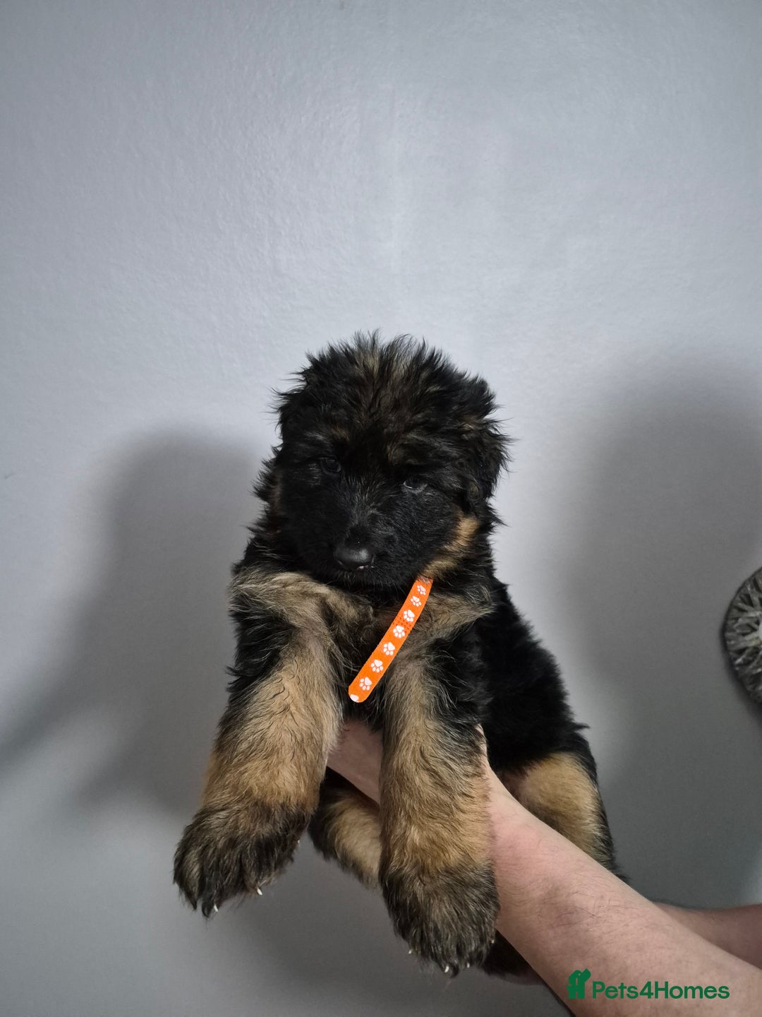 German Shepherd dogs for sale: German Shepherd  - Advert 10