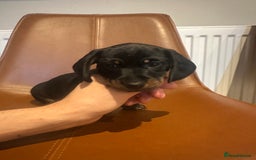 Dachshund dogs for sale: Chunky Standard Homebred Dachshunds - Image 17