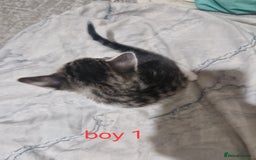 Mixed Breed cats for sale: Georgous playfull kittens  - Image 5