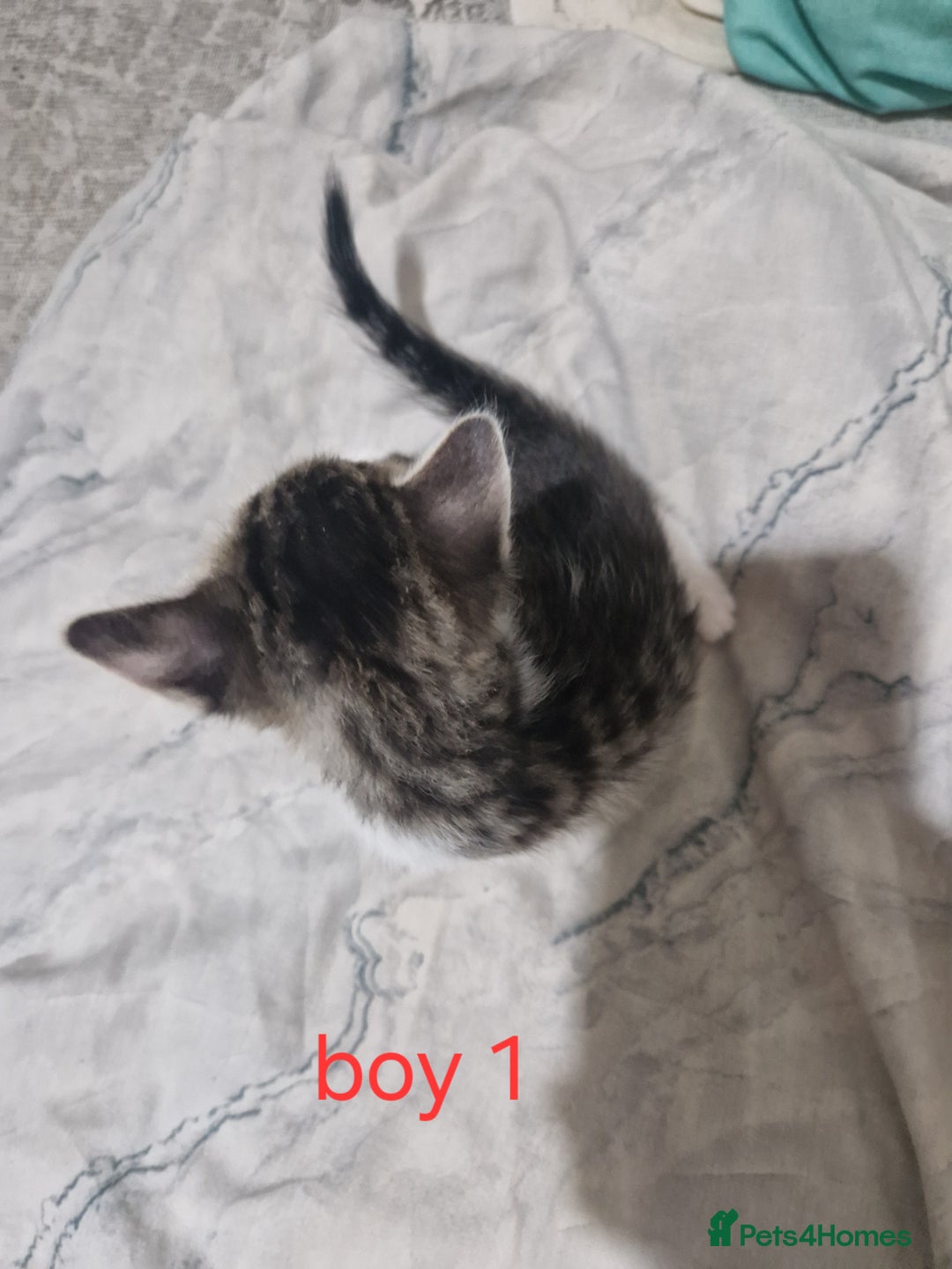 Mixed Breed cats for sale: Georgous playfull kittens  - Image 5