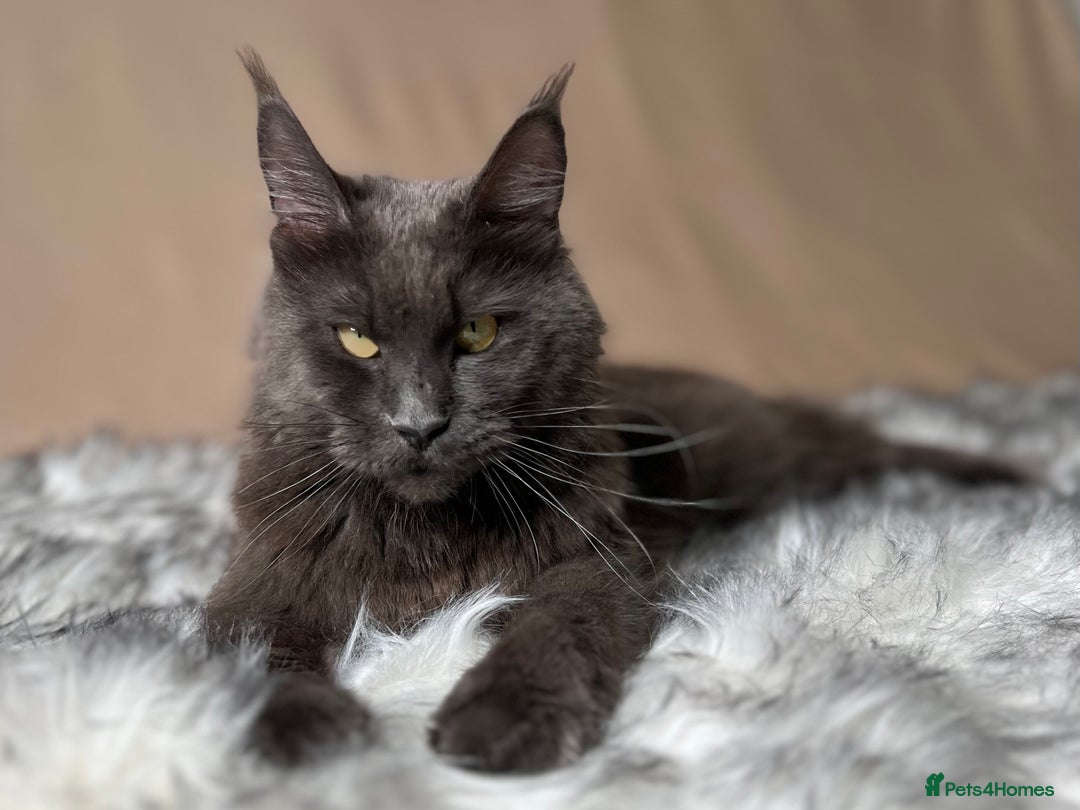 Maine Coon cats for sale: Maine coon kittens blue silver smoke rare colours - Advert 1