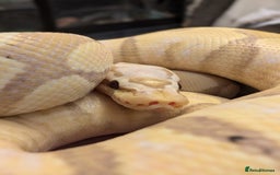 Snake reptiles for sale: Corn snakes for sale  - Advert 6