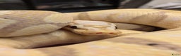 Snake reptiles for sale: Corn snakes and pythons for sale  - Advert 6