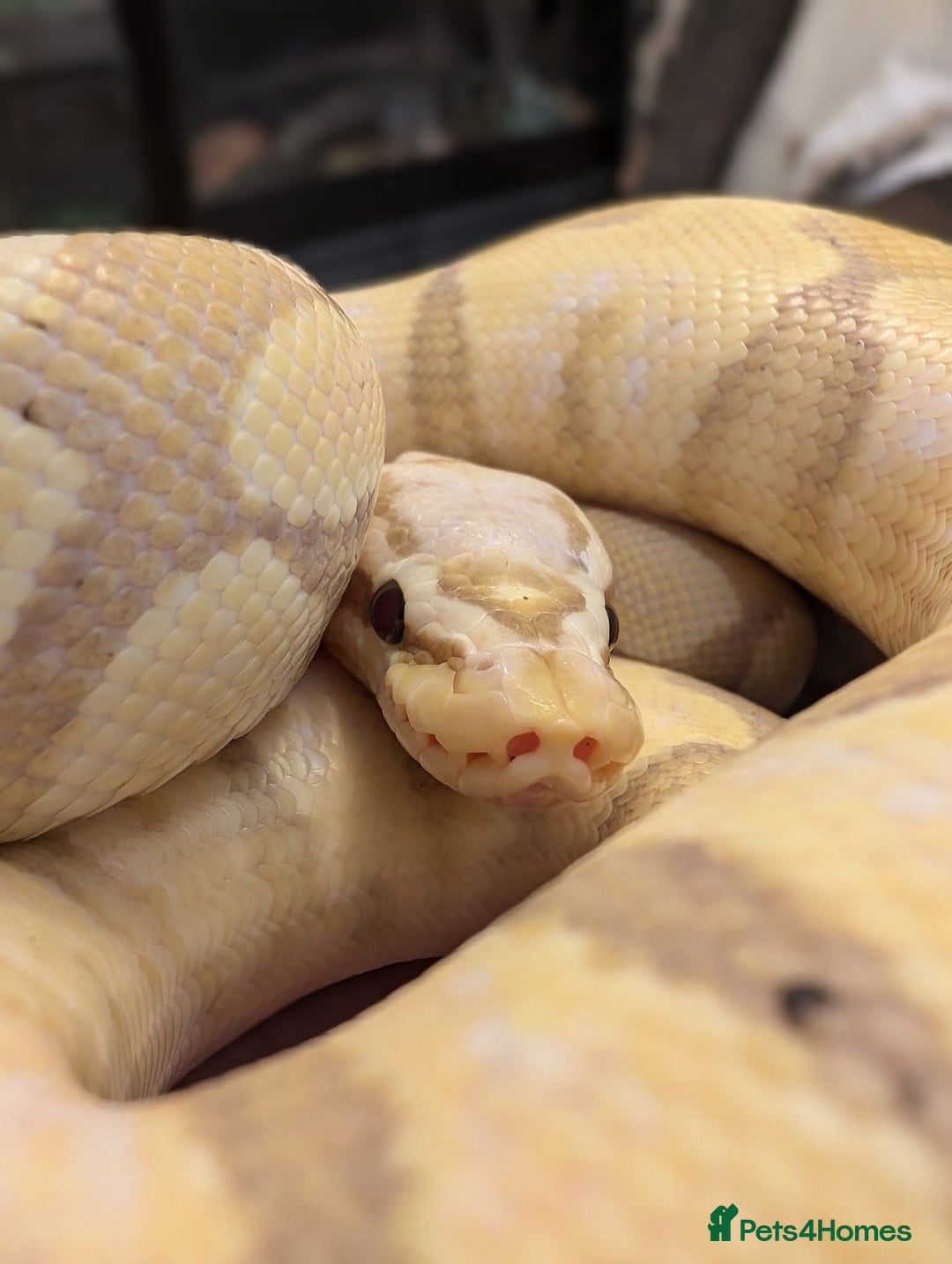 Snake reptiles for sale: Corn snakes for sale  - Advert 6