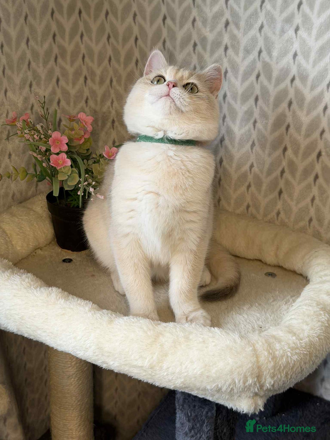 British Shorthair cats for sale: ⭐️TICA chunky golden BRITISH SHORTHAIR  - Advert 7
