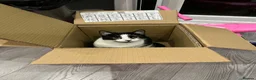 Mixed Breed cats for sale: Two sisters looking for their forever homes - Advert 7