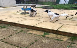Cockapoo dogs for sale: Milo  - Image 2