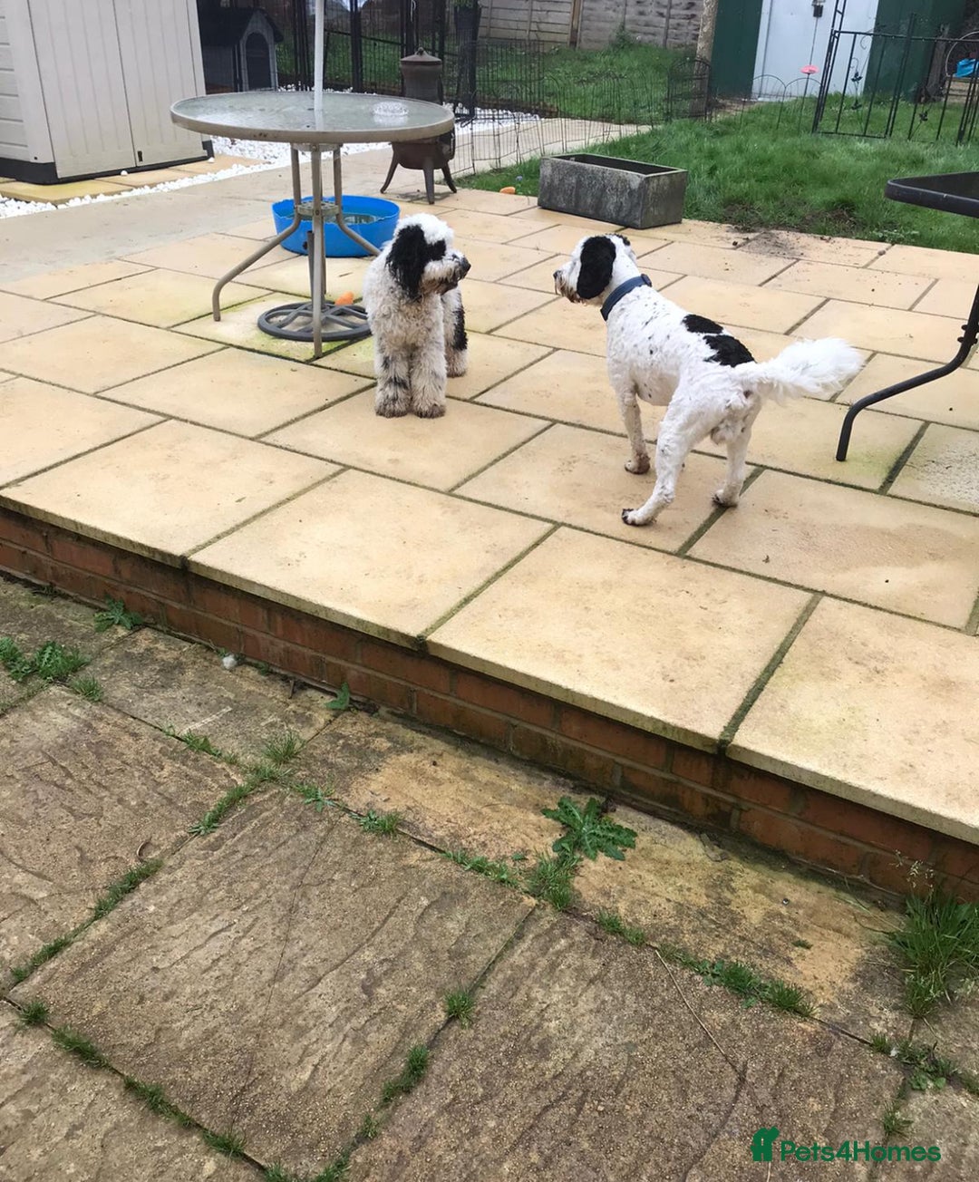 Cockapoo dogs for sale: Milo  - Image 2