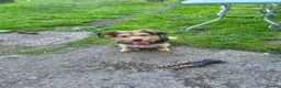 Mixed Breed dogs for sale: Lovely puppies needing a forever home. in Clitheroe - Advert 2