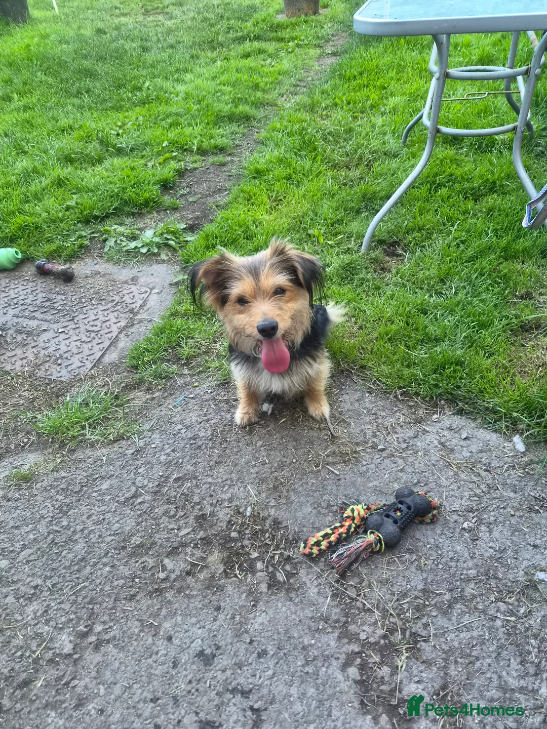 Mixed Breed dogs for sale: Lovely puppies needing a forever home. in Clitheroe - Advert 2