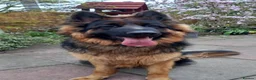 German Shepherd dogs for sale: Kc German Shepard long haired  - Advert 5