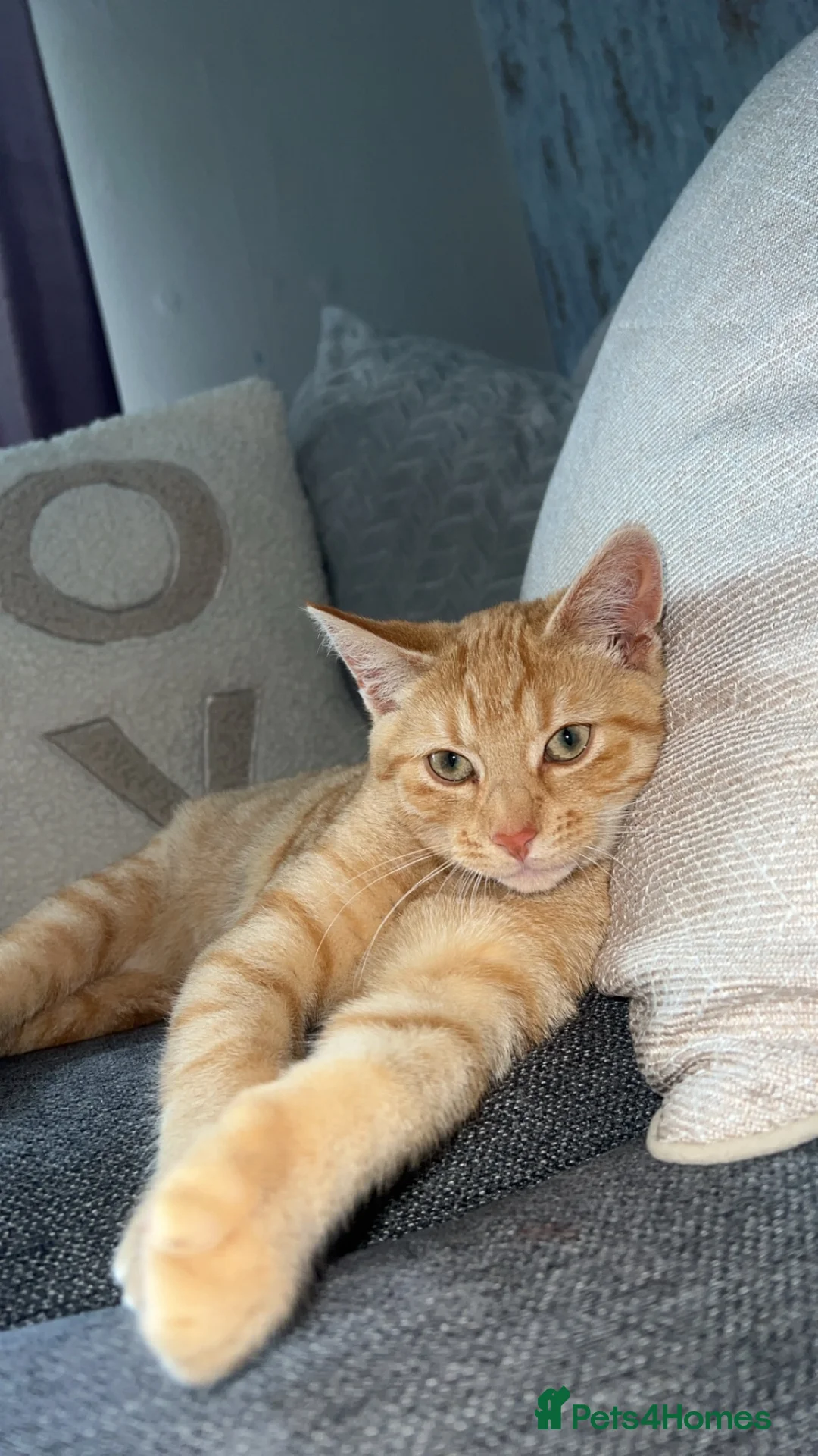 Mixed Breed cats for sale: three ginger kittens 5 weeks old🧡 - Advert 1