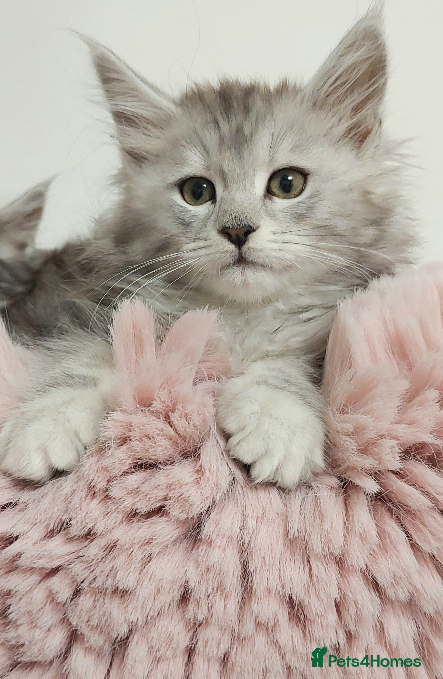 Maine Coon cats 🐈🐈🐈7 Amazing Maine coons🐈🐈🐈 - Advert 6