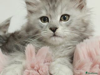Maine Coon cats 🐈🐈🐈7 Amazing Maine coons🐈🐈🐈 - Advert 6