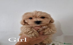 Maltipoo dogs for sale: Adorable Maltipoo Pups - Image 3