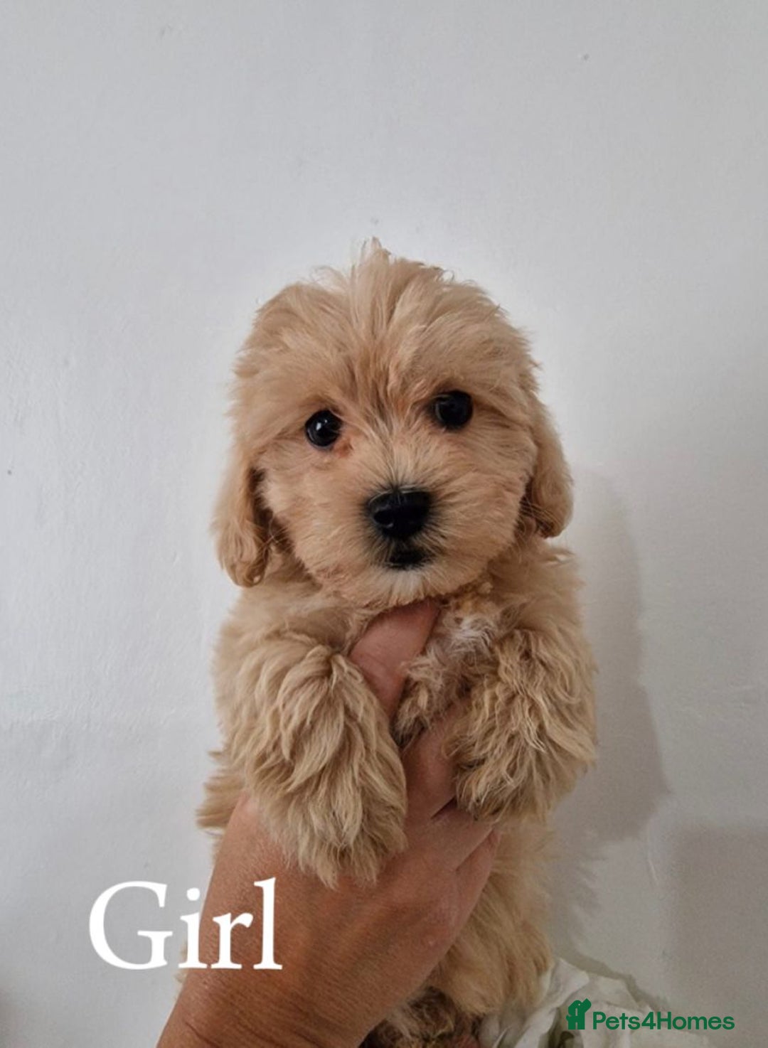 Maltipoo dogs for sale: Adorable Maltipoo Pups - Image 3