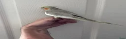 Cockatiels birds for sale: Baby hand tame cockatiel  - Advert 10