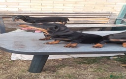 Miniature Dachshund dogs for sale: 14 weeks old 2 girls 2 boys miniature dachshunds - Image 2