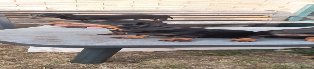 Miniature Dachshund Puppy 3