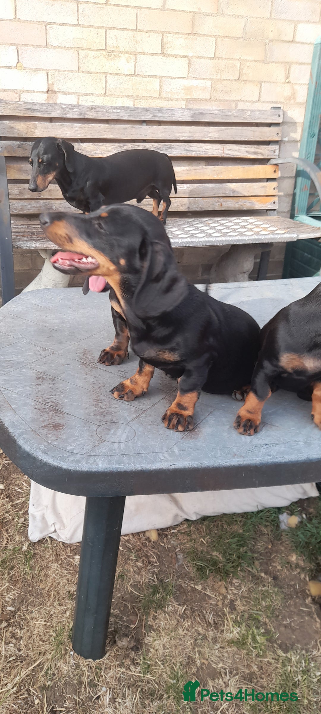 Miniature Dachshund dogs for sale: 14 weeks old 2 girls 2 boys miniature dachshunds - Image 2