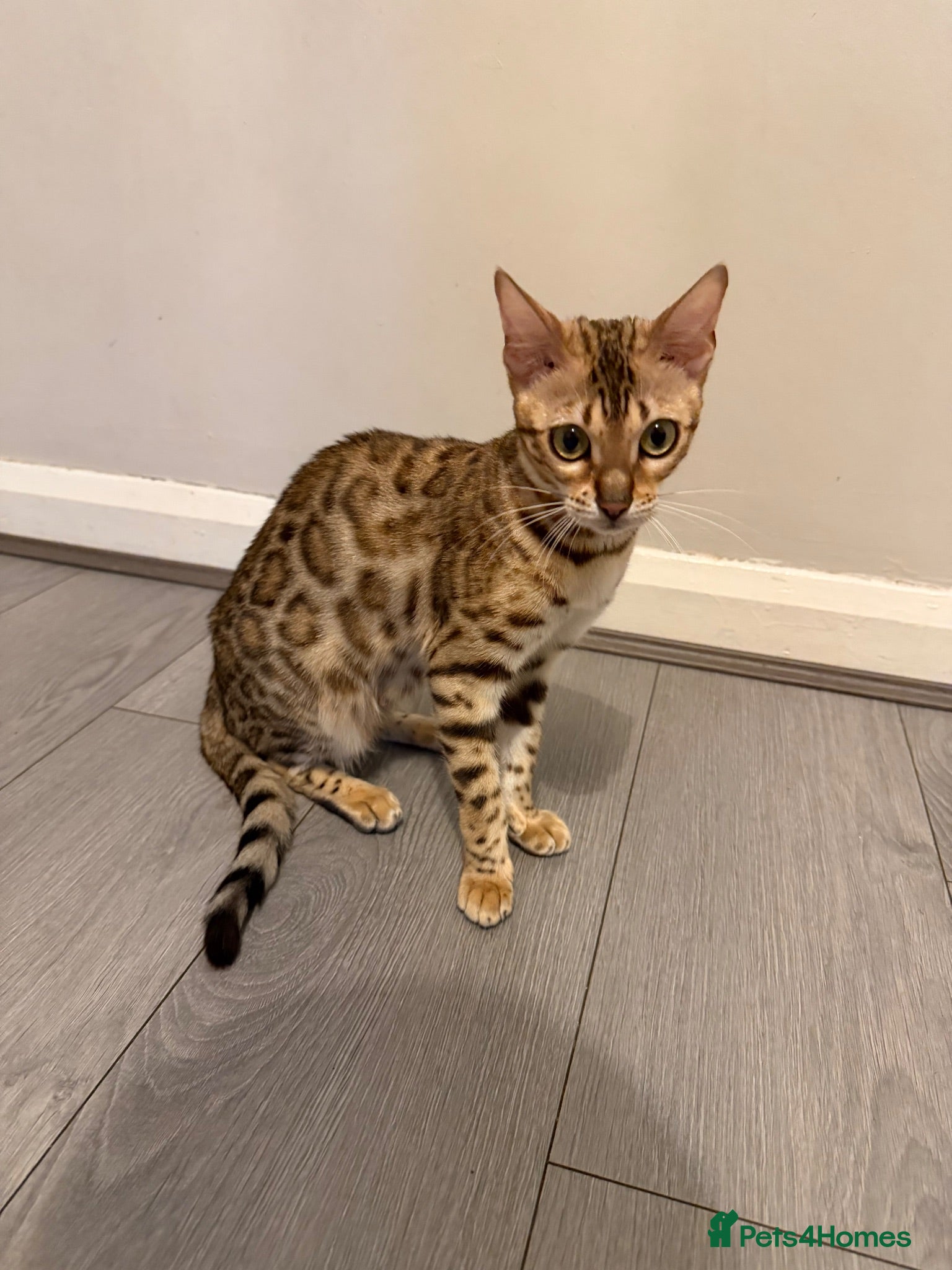 Bengal cats Bengal X Tabby kittens Available!!  - Advert 1