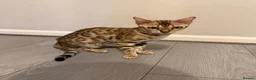 Bengal cats for sale: Bengal X Tabby kittens Available!!  - Advert 1