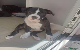 Staffordshire Bull Terrier dogs for sale: ‼️ReadyForCollection‼️Blue Staffie Puppies  in Tipton - Image 21