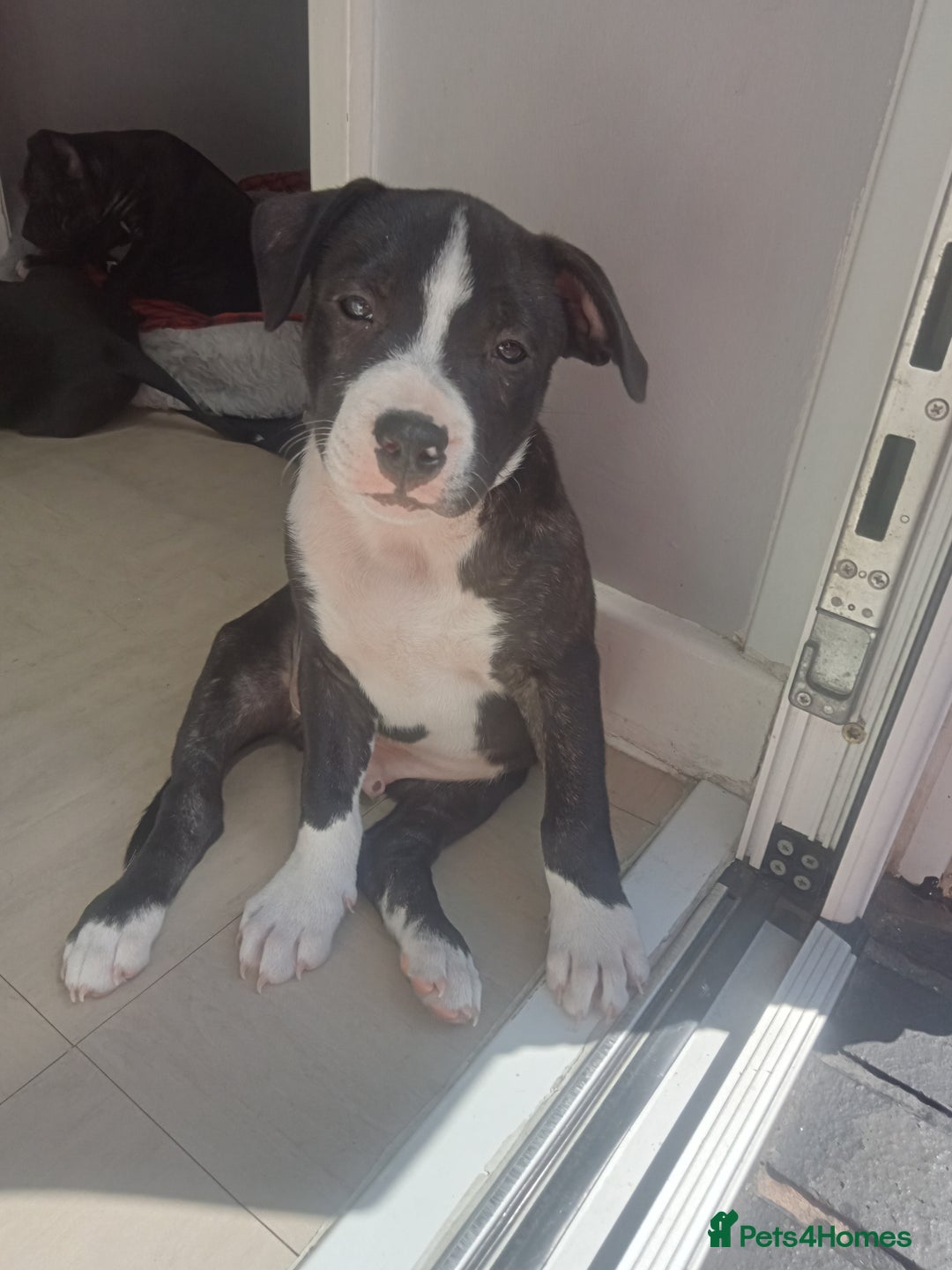Staffordshire Bull Terrier dogs for sale: ‼️ReadyForCollection‼️Blue Staffie Puppies  in Tipton - Image 21