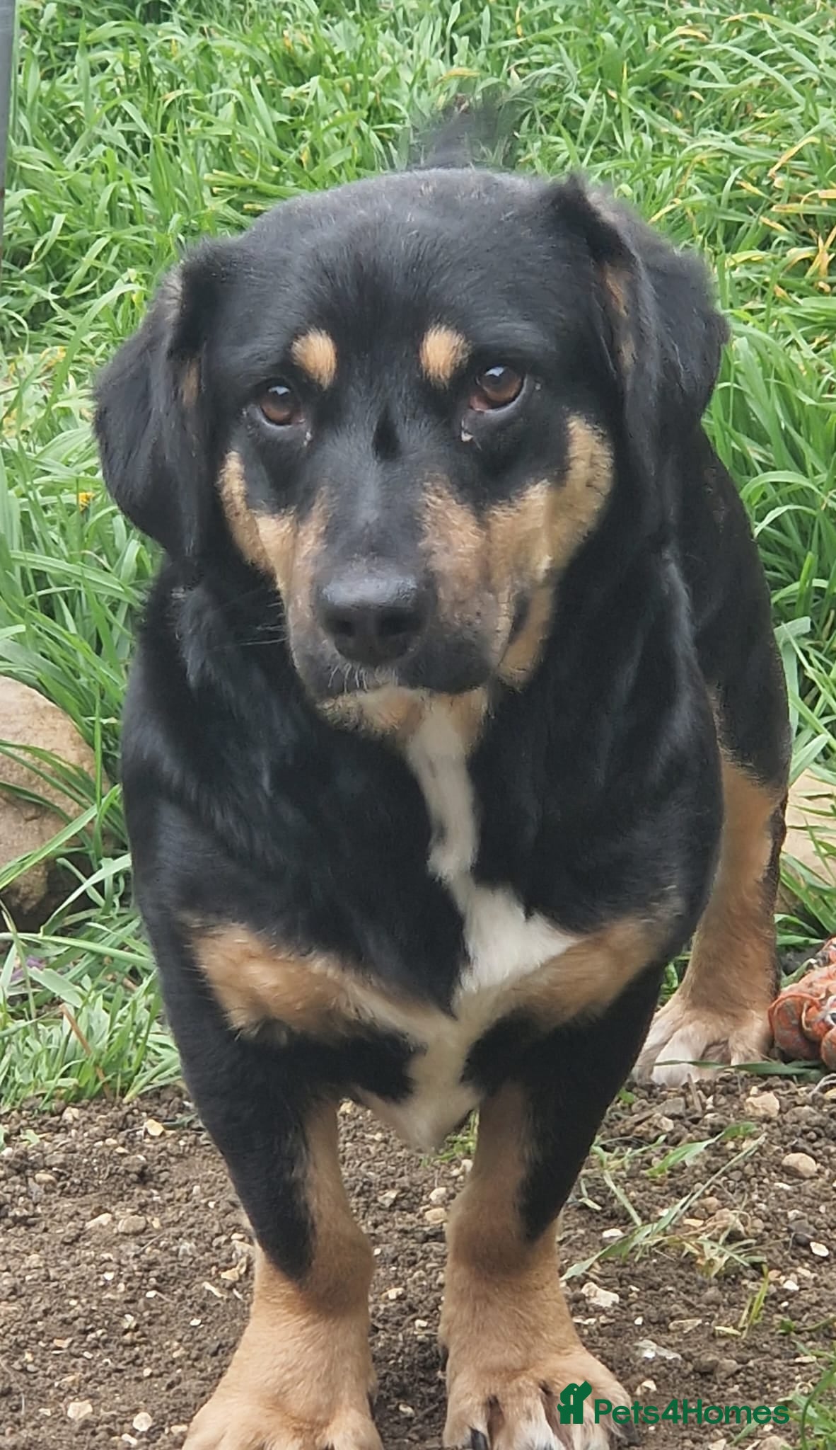 Mixed Breed dogs Pammy - Advert 1