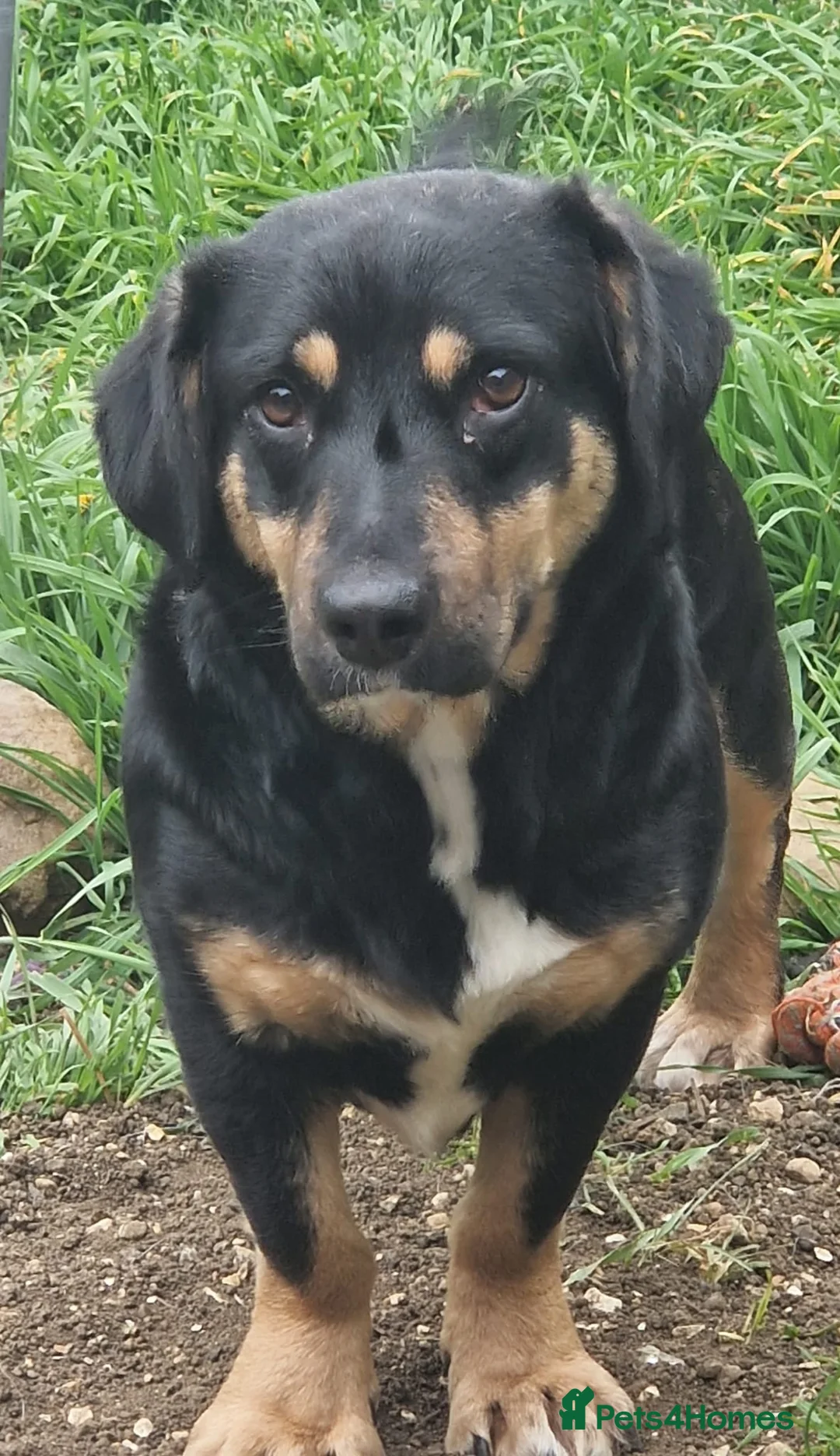 Mixed Breed dogs for adoption: Pammy in Milton Keynes - Advert 1