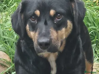 Mixed Breed dogs Pammy - Advert 7