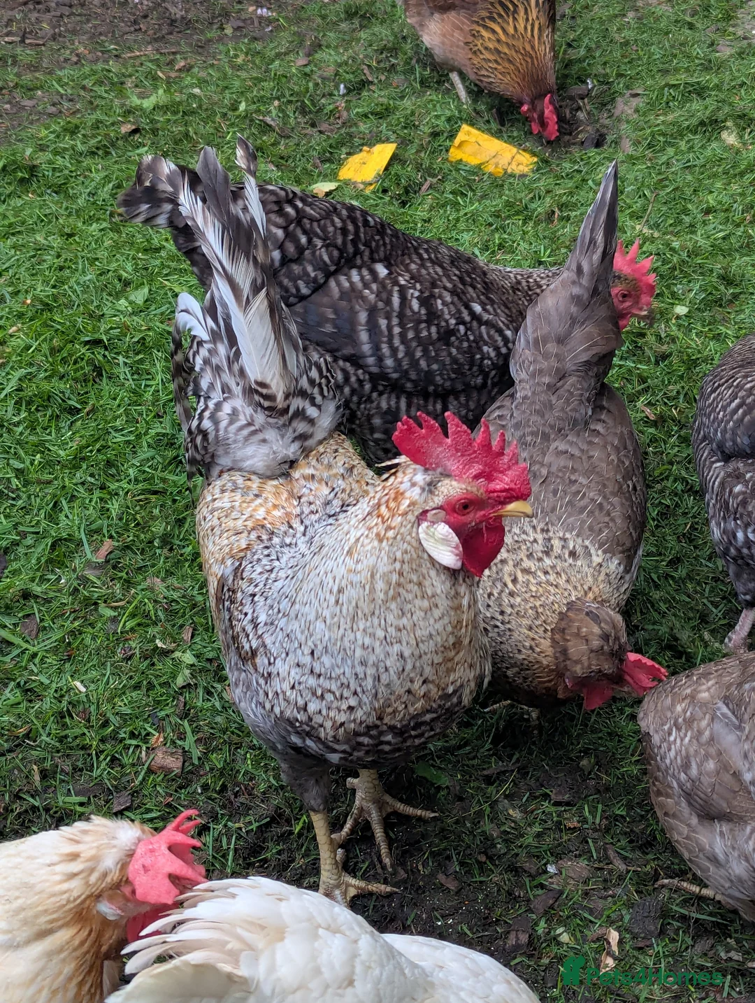 Chickens poultry for sale: Cream Legbar cockerel and hens  - Advert 2