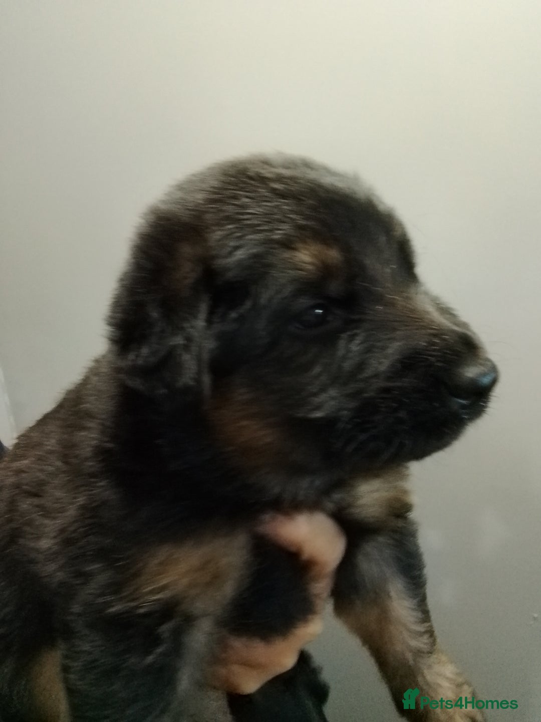 German Shepherd dogs for sale: German Shepherd Puppy's  - Advert 7