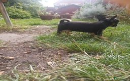 Chihuahua dogs for sale: Adorable Loving hand reared ready now Chihuahuas - Image 8
