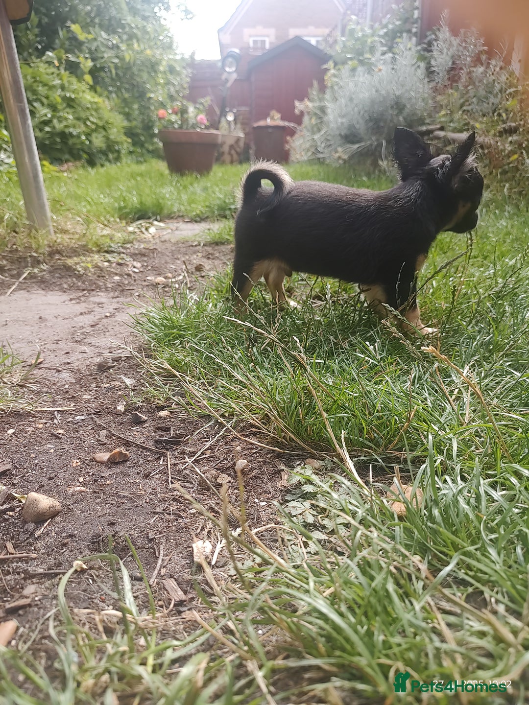 Chihuahua dogs for sale: Adorable Loving hand reared ready now Chihuahuas - Image 8