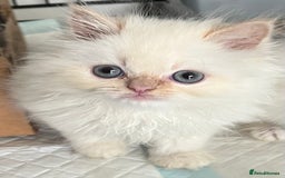 Ragdoll cats for sale: Stunning Ragdoll x Persian kittens.  - Image 10