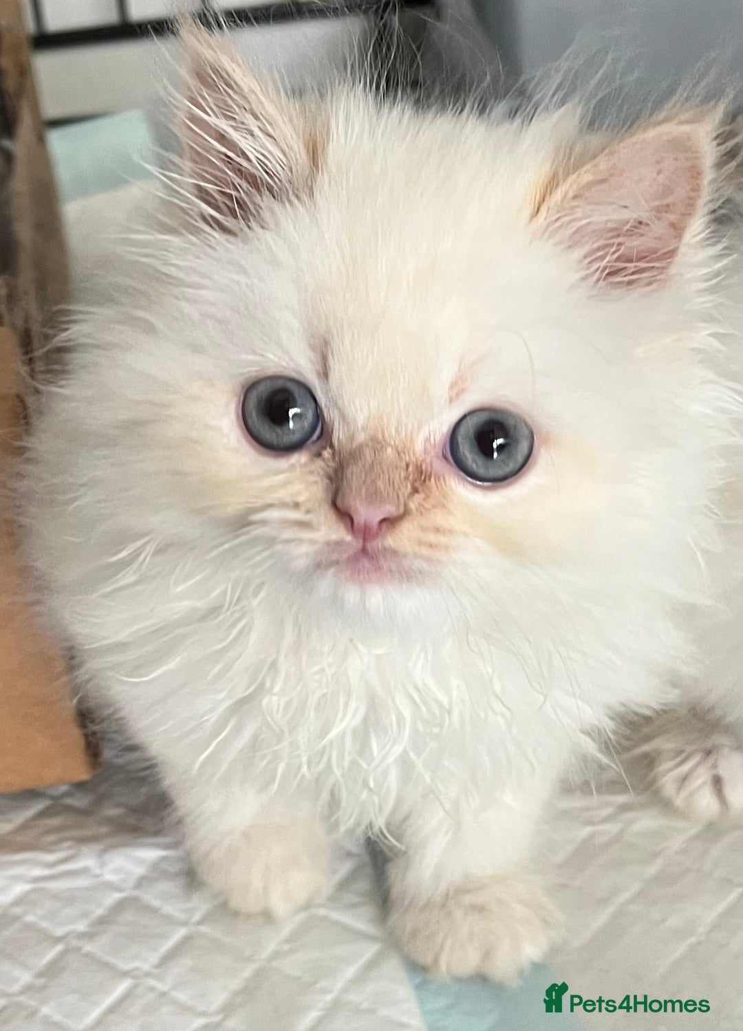 Ragdoll cats for sale: Stunning Ragdoll x Persian kittens.  - Image 10