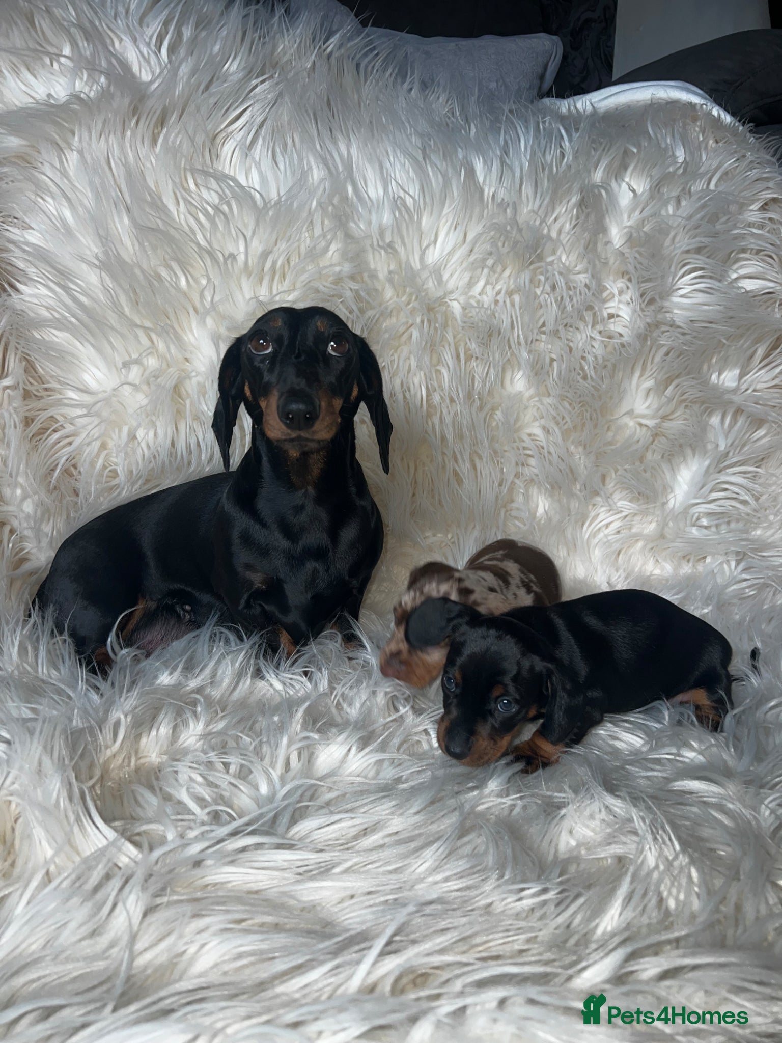 Miniature Dachshund dogs Female miniature Dashound short haired - Advert 1
