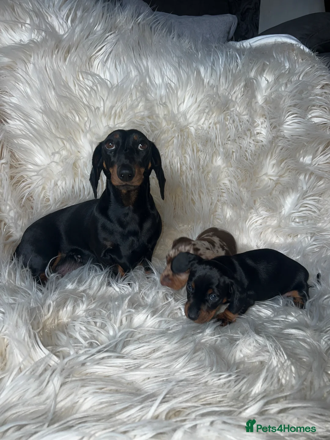 Miniature Dachshund dogs for sale: Female miniature Dashound short haired - Advert 1