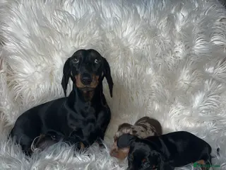 Miniature Dachshund dogs Female miniature Dashound short haired - Advert 1
