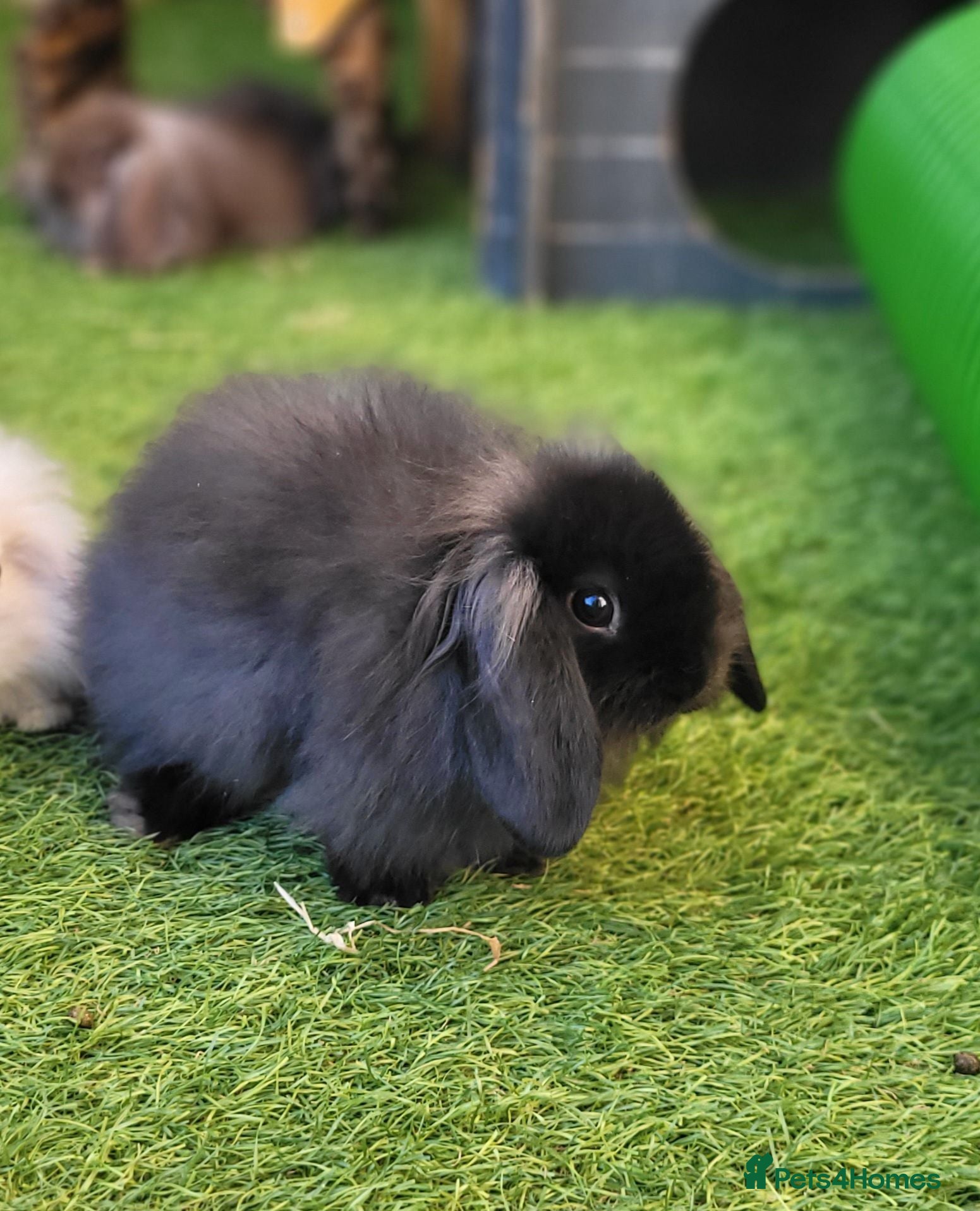Mini Lion Lop rabbits Stunning Mini Lion Lops - READY TO LEAVE - Advert 2