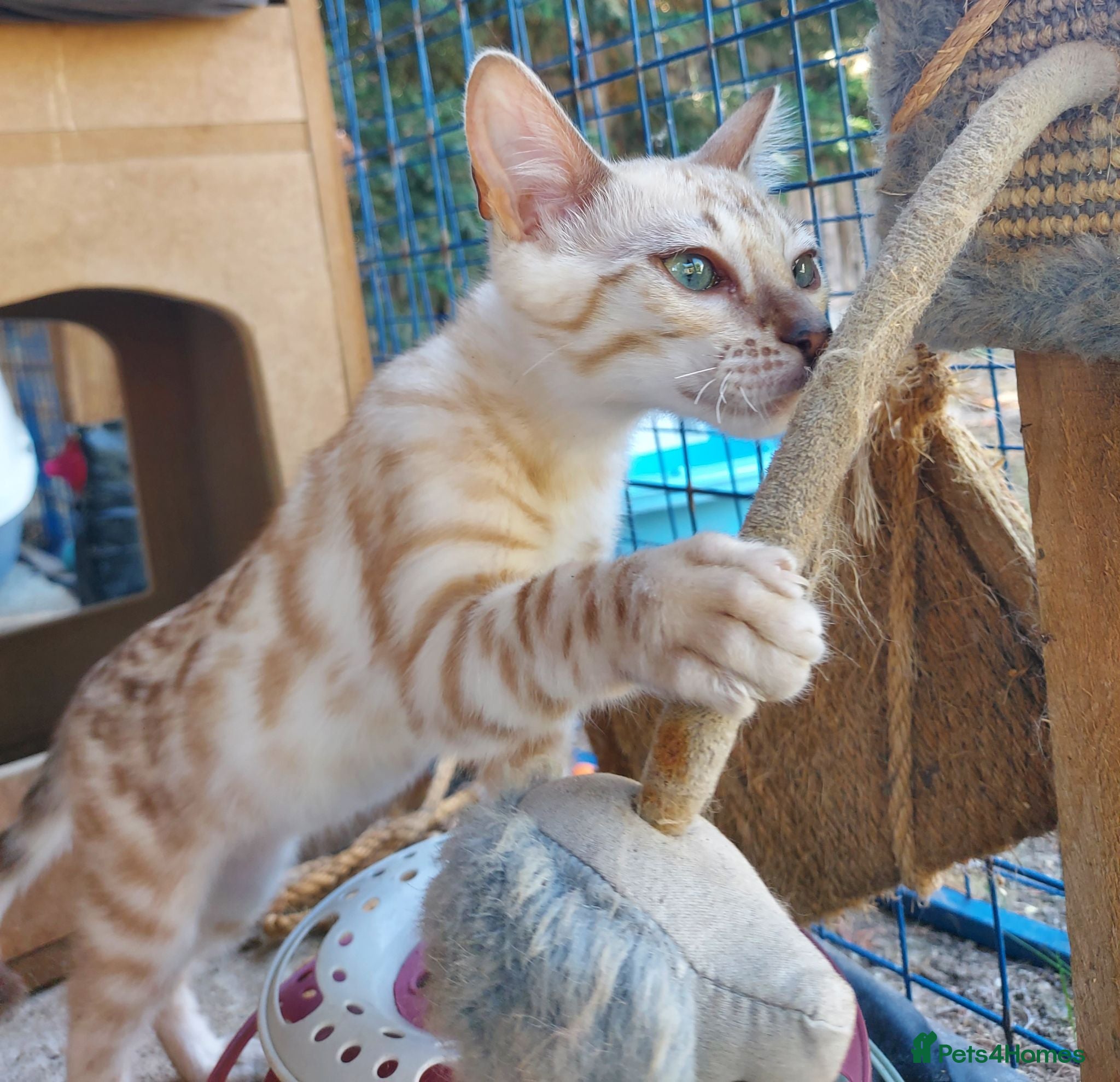 Bengal cats Snow Lynx and Snow Mink Bengal Kittens TICA - Advert 17