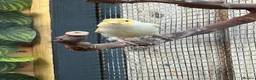 Canaries birds for sale: Yellow mosaic cock bird in Chatteris - Advert 2