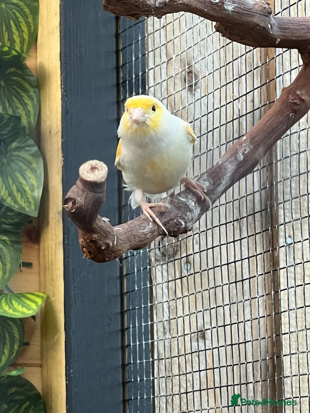 Canaries birds for sale: Yellow mosaic cock bird in Chatteris - Advert 2