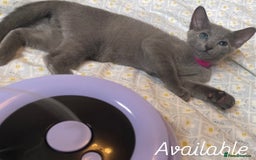 Russian Blue cats for sale: Pedigree Russian blue kittens - Ready to go - Image 6