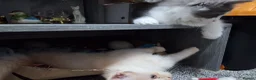 Ragcoon cats for sale: REDUCED!!!! Bouncing beauties ready to go  - Advert 7