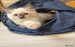 Ragdoll cats for sale: GCCF REGISTERED RAGDOLL KITTENS. 4  BOYS - Image 15