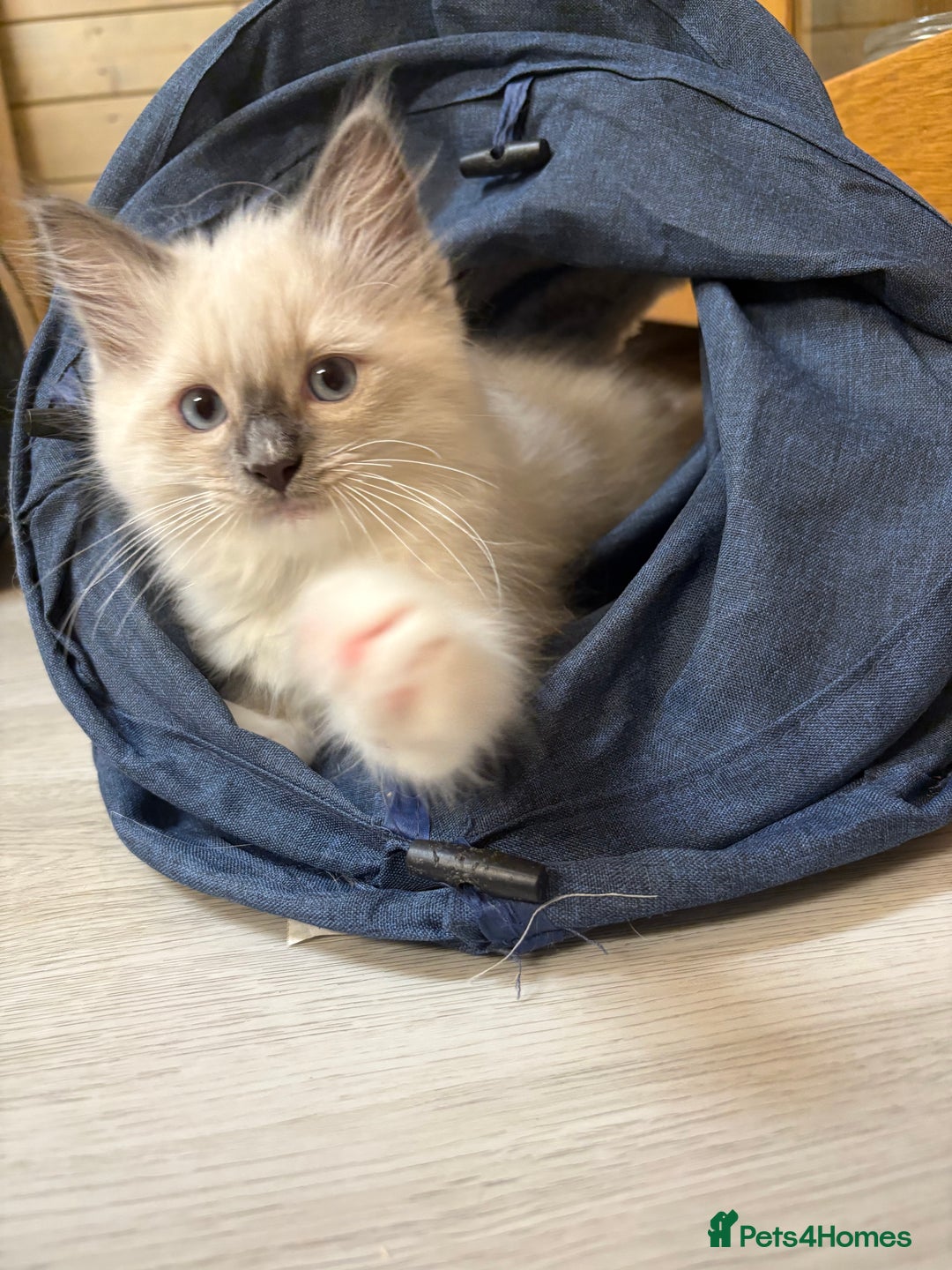 Ragdoll cats for sale: GCCF REGISTERED RAGDOLL KITTENS. 4  BOYS - Image 15