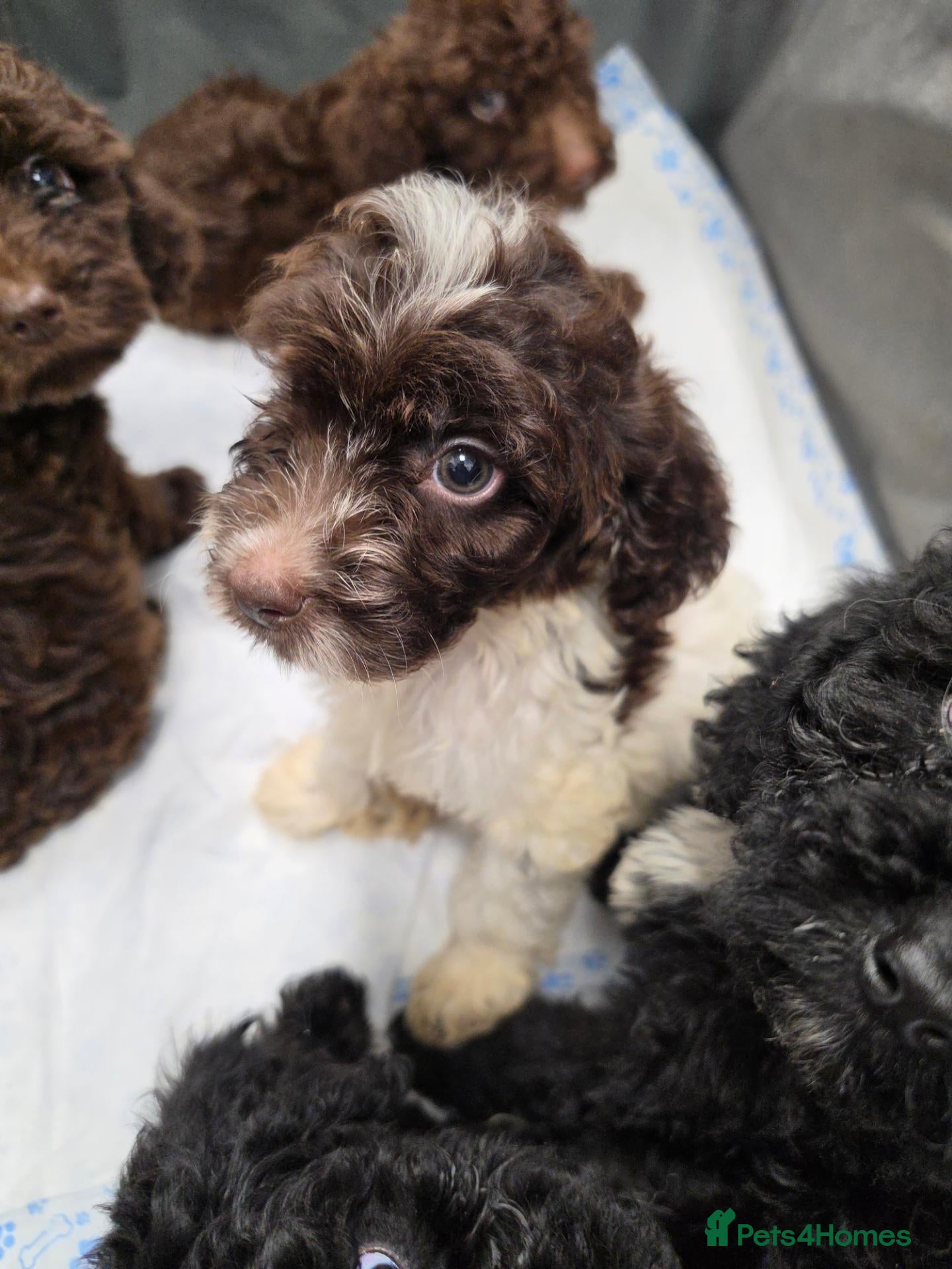 Cockapoo dogs for sale: Cockapoo puppies *READY NOW* price reduced  - Advert 1